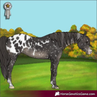 Horse Color:Smoky Black Sabino Appaloosa 