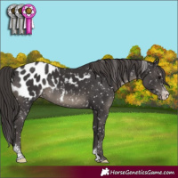 Horse Color:Smoky Black Sabino Appaloosa