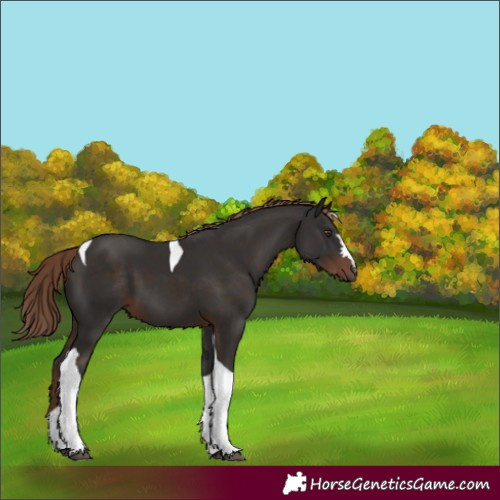 Horse Color:Liver Chestnut Tobiano 