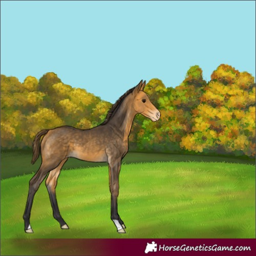 Horse Color:Buckskin Appaloosa 
