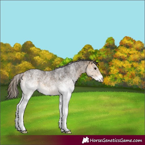 Horse Color:White Spotted Buckskin Appaloosa 