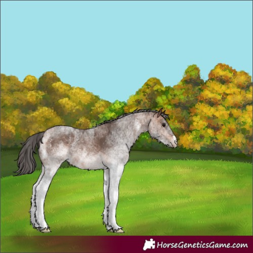 Horse Color:White Spotted Bay  and White Spotted Bay 