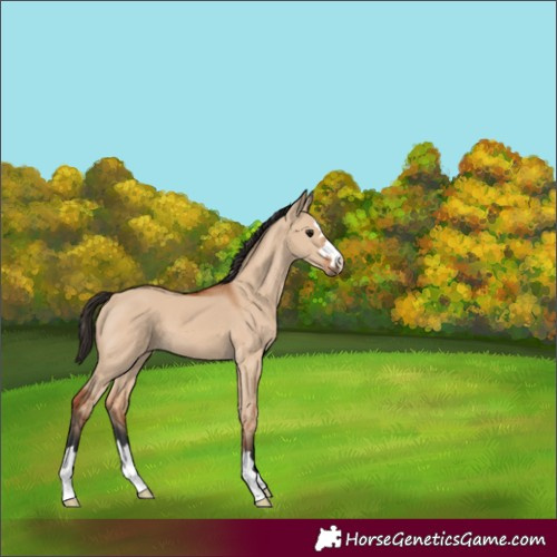 Horse Color:Bay Dun