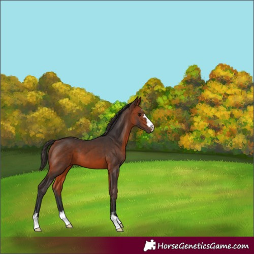 Horse Color:Bay 