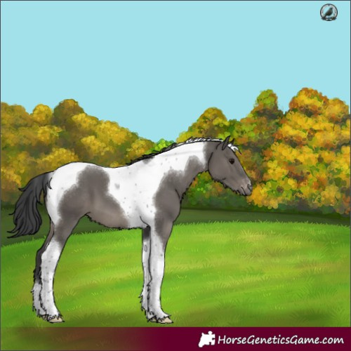 Horse Color:Grullo Tobiano Appaloosa