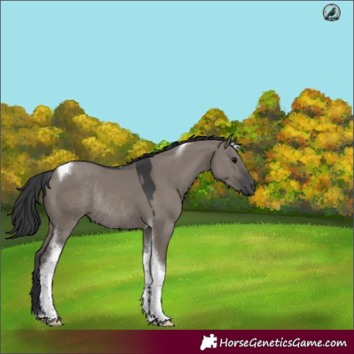 Horse Color:Grullo Tobiano Rabicano