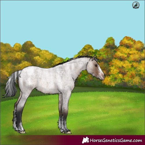 Horse Color:Powder White Brown Roan Dun Varnish Rabicano 
