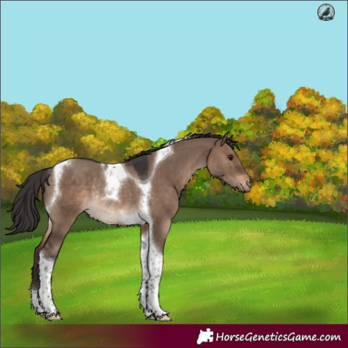 Horse Color:Brown Dun Tobiano Varnish Rabicano