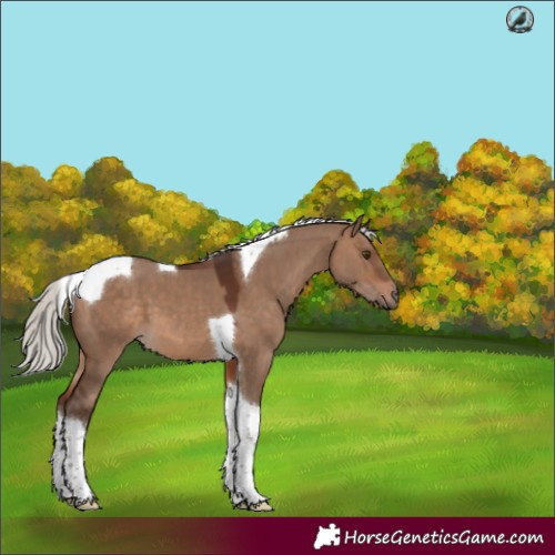 Horse Color:Silver Brown Dun Tobiano