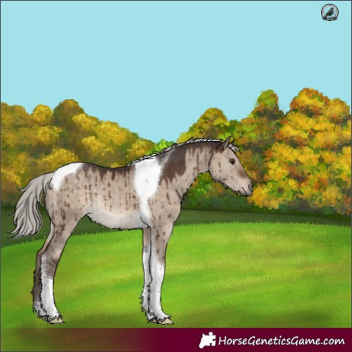 Horse Color:Silver Brown Dun Tobiano Rabicano Brindle 
