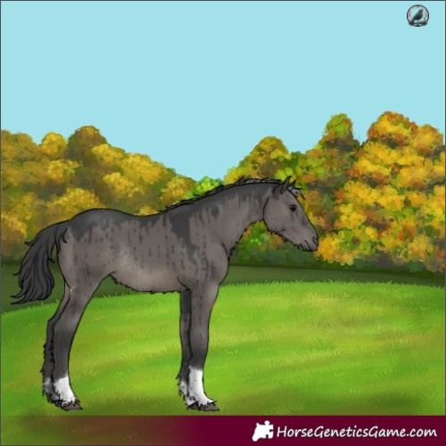 Horse Color:Grullo Tobiano Rabicano Brindle 