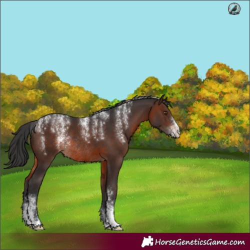 Horse Color:Powder White Brown Rabicano