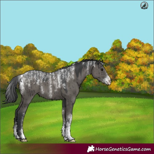 Horse Color:Powder White Grullo Brindle 