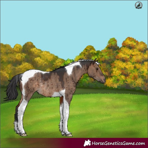 Horse Color:Brown Dun Tobiano Rabicano Brindle 