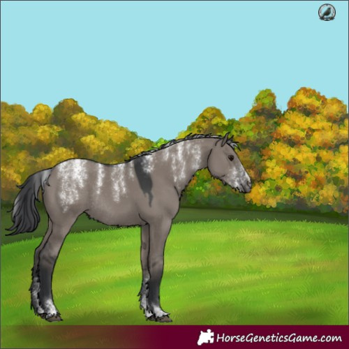 Horse Color:Powder White Grullo Rabicano