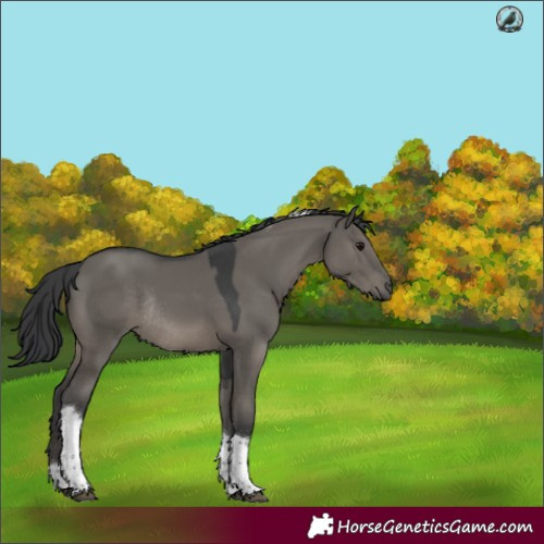 Horse Color:Grullo Tobiano Rabicano