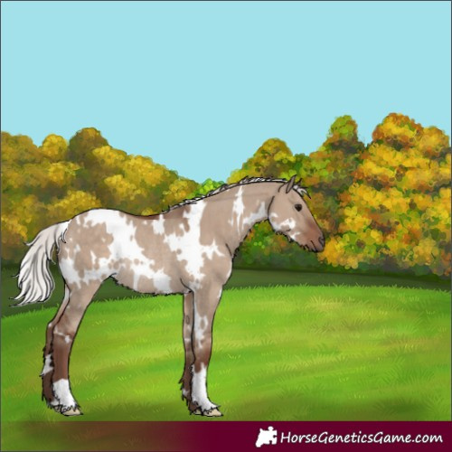 Horse Color:White Spotted Silver Grullo Rabicano