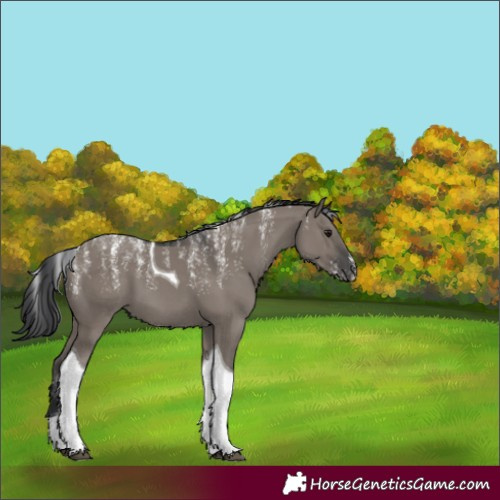 Horse Color:Powder White Grullo Tobiano 