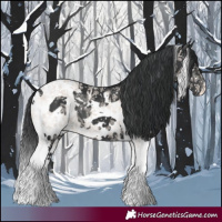 Horse Color:White Spotted Black Tobiano