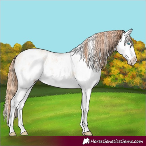 Horse Color:White Spotted Buckskin Pearl Sabino Appaloosa Rabicano