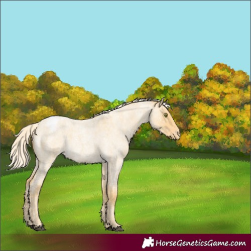 Horse Color:Palomino Roan Dun Snowflake Varnish