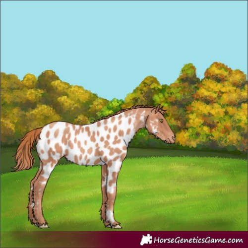 Horse Color:Gold Champagne Appaloosa 