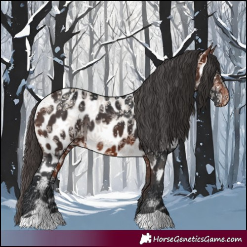 Horse Color:Bay Appaloosa