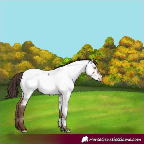 Horse Color:Sable Champagne Near Fewspot