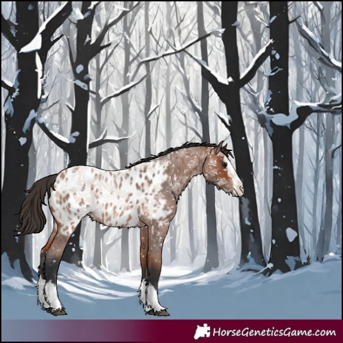 Horse Color:Bay Roan Splash Appaloosa 