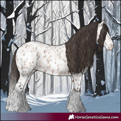 Horse Color:Bay Roan Splash Appaloosa 