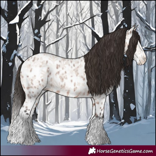 Horse Color:Bay Roan Splash Appaloosa