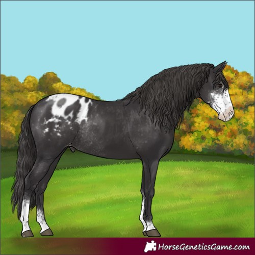 Horse Color:Smoky Black Sabino Appaloosa Rabicano 
