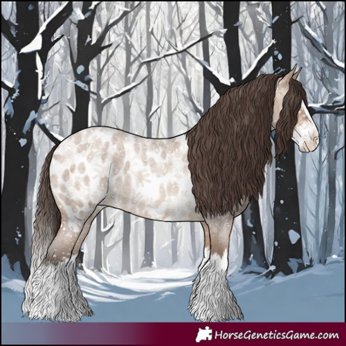 Horse Color:Sable Champagne Roan Splash Appaloosa 