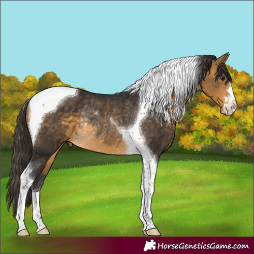 Horse Color:Buckskin Tobiano Rabicano