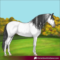 Horse Color:Black Tobiano Near Fewspot 