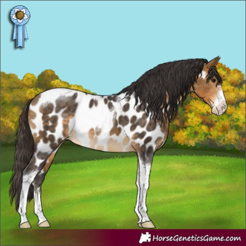 Horse Color:Buckskin Sabino Tobiano Appaloosa Rabicano