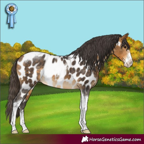 Horse Color:Buckskin Sabino Tobiano Appaloosa Rabicano