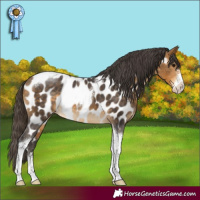 Horse Color:Buckskin Sabino Tobiano Near Leopard Rabicano