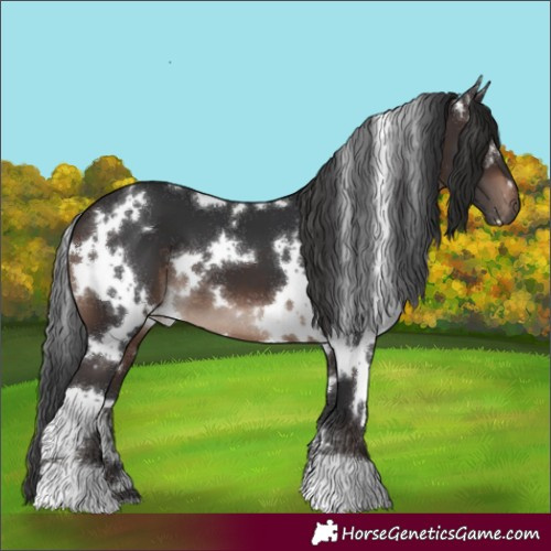 Horse Color:White Spotted Brown 