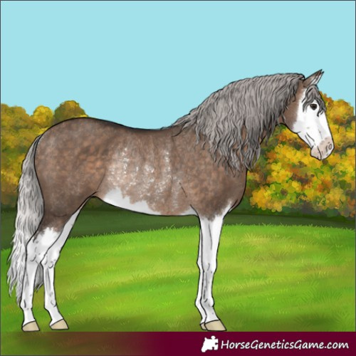 Horse Color:White Spotted Silver Brown Dun Splash Rabicano 