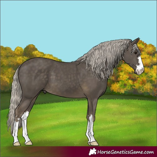 Horse Color:Silver Smoky Black 