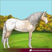 Horse Color:Silver Buckskin Dun Blanket 