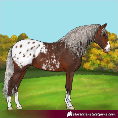 Horse Color:Silver Brown Appaloosa 