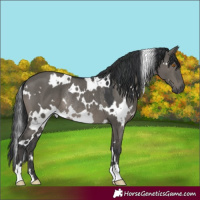 Horse Color:White Spotted Grullo Rabicano