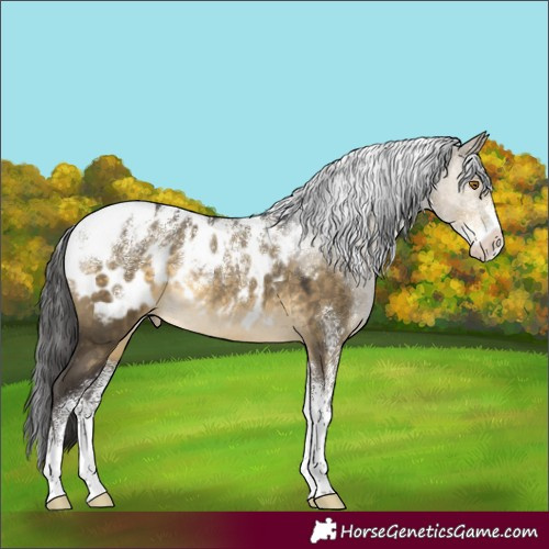 Horse Color:Powder White Buckskin Dun Appaloosa Rabicano
