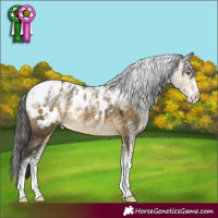 Horse Color:Powder White Buckskin Dun Appaloosa Rabicano 
