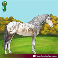 Horse Color:Powder White Buckskin Dun Appaloosa Rabicano 