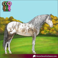 Horse Color:Powder White Buckskin Dun Appaloosa Rabicano