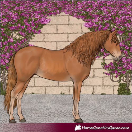 Horse Color:Chestnut Rabicano