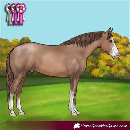 Horse Color:Black Pearl Sabino